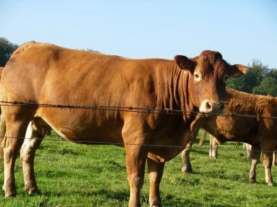 Ferme-bovins-Chez-Combeau-8211-Saint-Sulpice-Lauriere_3556366