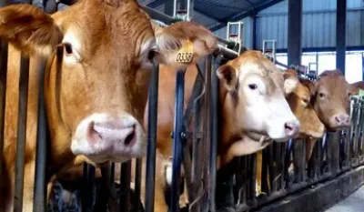Ferme-bovins-Lavaud-Pacaud-8211-Bessines-sur-Gartempe_3556686