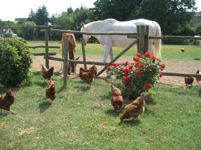 Ferme-de-decouverte-quotLa-Ferme-au-Colombierquot-8211-Neron_1731464