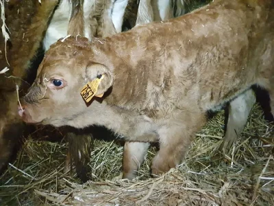 Ferme-du-Gasquet-8211-Colis-de-boeuf-et-veau-8211-Segur_2244528