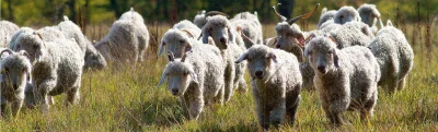Ferme-du-Pech-de-l039Abeille-8211-Elevage-de-chevres-Angora-et-d039Alpagas-Production-et-vente-de-produits-faconnes-et-de-pelotes-en-laine-Mohair-et-Alpaga-8211-Les-Arques_3262309