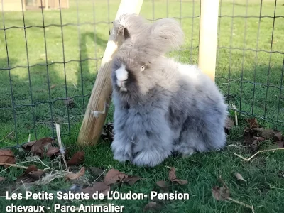 Ferme-pedagogique-Les-Petits-Sabots-de-l039Oudon-8211-Saint-Pierre-en-Auge_3516655