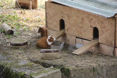 Ferme-pedagogique-des-Marnieres_1100915