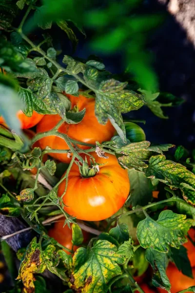 Festival-de-la-Tomate-et-des-Saveurs-8211-13-09-2025-8211-Montlouis-sur-Loire_2147256