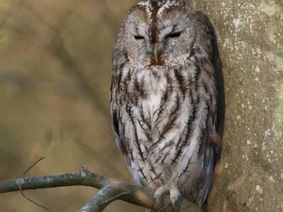 Festival-du-Patrimoine-Naturel-8211-Chouettes-et-hiboux-8211-23-05-2026-8211-Woelfling-les-Sarreguemines_3633075