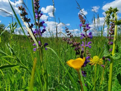 Festival-du-Patrimoine-Naturel-8211-Conference-prairies-haies-et-pre-vergers-une-visite-virtuelle-8211-18-05-2026-8211-Sarreguemines_3631773