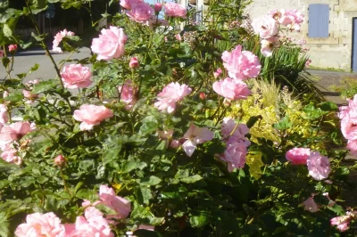 Fete-Genereuse-de-la-Rose-8211-30-08-2025-8211-Vayres_2974992