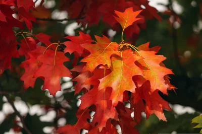 Fete-d039Automne-8211-18-10-2026-8211-Chamberet_3874591