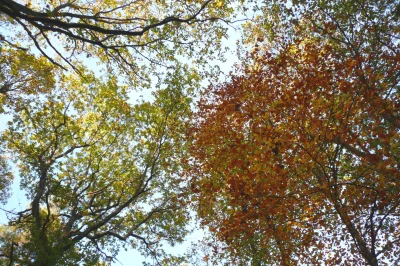 Fete-de-l039arbre-8211-Aix-Villemaur-Palis_2143213