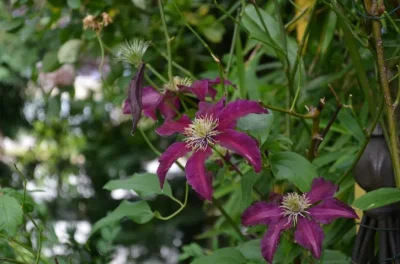 Fete-de-la-nature-8211-03-05-2026-8211-Montboucher_3615200