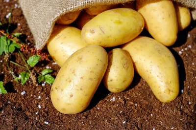 Fete-de-la-patate-8211-06-09-2025-8211-Montardon_2973580