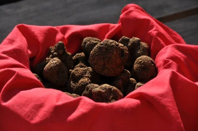 Fete-de-la-truffe-a-Lalbenque-8211-29-01-2027-8211-Lalbenque_3872348