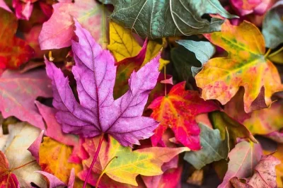 Fete-des-arbres-et-fleurs-d039automne-8211-19-10-2025-8211-Castillonnes_3151098