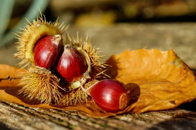 Fete-des-saveurs-d039automne-8211-26-10-2025-8211-Saint-Priest-la-Marche_2101864