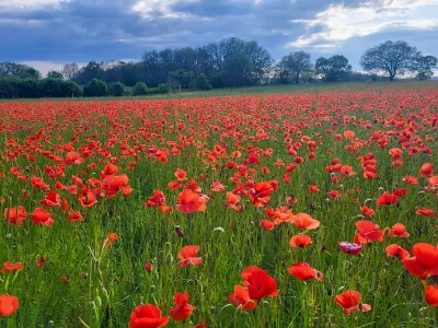 Fete-du-Printemps-a-Bovila-8211-21-03-2026-8211-Porte-du-Quercy_3577887