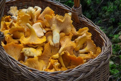 Fete-du-champignon-8211-17-10-2026-8211-Saint-Sebastien_3622984