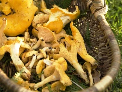Fete-du-champignon-8211-25-10-2025-8211-Eguisheim_3038155