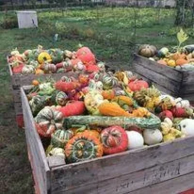 Fete-du-potimarron-8211-26-09-2026-8211-Luneville_3820682