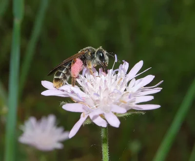 Films-amp-conference-sur-les-abeilles-sauvages-8211-20-02-2026-8211-Thiviers_3477691