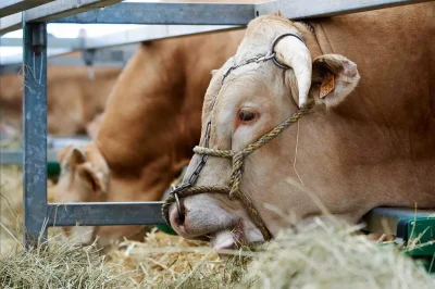 Foire-Agricole-de-Sedan-8211-11-09-2026-8211-Sedan_3449923