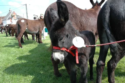 Foire-aux-anes-et-aux-mules-8211-09-06-2025-8211-Lignieres_2584902