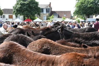 Foire-aux-anes-et-aux-mules-8211-25-05-2026-8211-Lignieres_3033760