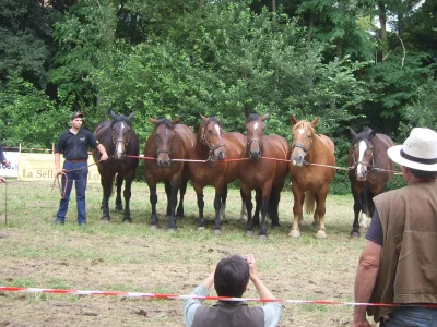 Foire-aux-bestiaux-8211-05-07-2025-8211-Sainte-Genevieve-des-Bois_2273063