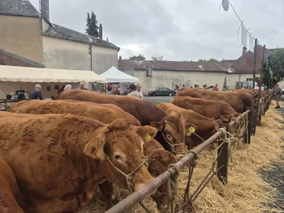 Foire-bovine-8211-26-08-2026-8211-Saint-Benoit-du-Sault_3775103