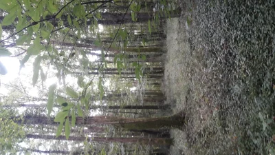 Foret-Communale-du-Grand-Parc-8211-Lusignan_3710001