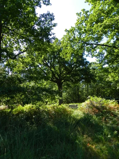 Foret-Domaniale-de-Mouliere-8211-Montamise_3709997
