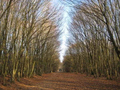 Foret-Domaniale-de-Rennes_622988