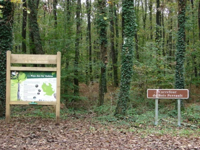 Foret-Domaniale-de-Saint-Sauvant-8211-Saint-Sauvant_3709995