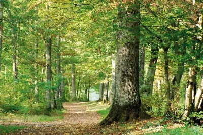 Foret-d039Orleans-8211-Orleans_1714422
