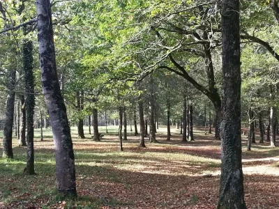 Foret-d039Ustaritz_594160