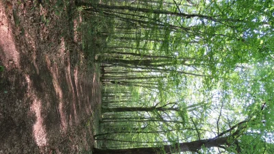 Foret-des-grands-bois-8211-Poussanges_2275475