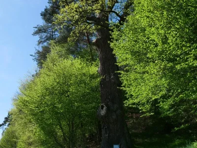 Formation-8211-plantez-taillez-et-soignez-vos-arbres-8211-Meisenthal_3283081