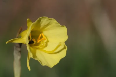 Formation-Plantes-a-fleurs-8211-30-05-2026-8211-Le-Sen_3414546
