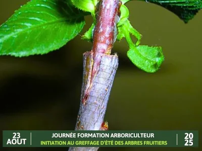 Formation-arboriculteur-Initiation-au-greffage-dete-des-arbres-fruitiers-8211-23-08-2025-8211-Biron_2938839