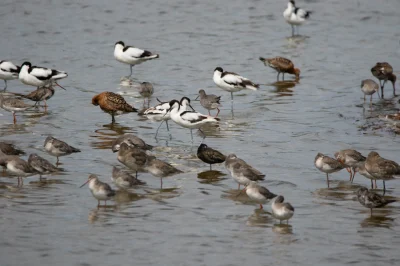 Formation-aux-oiseaux-du-littoral-l039identification-des-limicoles-niveau-perfectionnement-8211-09-10-2026-8211-Le-Teich_3624067