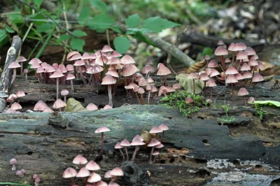Formation-initiation-aux-champignons-des-Landes-de-Gascogne-8211-27-09-2025-8211-Lucmau_2033284