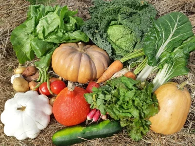 GAEC-La-Chouette-Isop-8211-Legumes-et-fruits-8211-Saint-Martial-sur-Isop_2091666