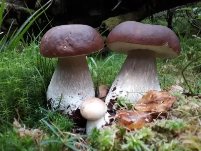 GILLES-GOUNANT-8211-SORTIES-CHAMPIGNONS-OU-ORNITHOLOGIE_867754