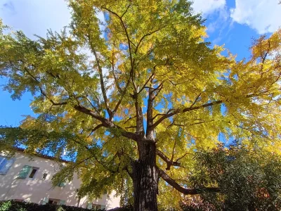 GINKGO-BILOBA-8211-Lodeve_3516999