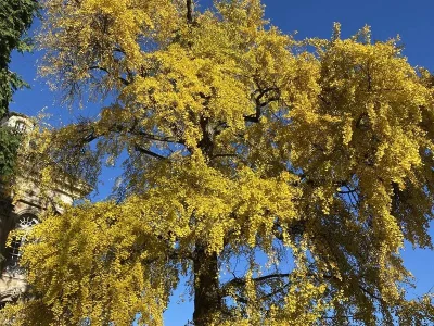 GINKGO-BILOBA-DE-TOUL-8211-ARBRE-REMARQUABLE-DE-FRANCE-8211-Toul_1923936