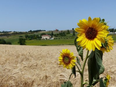 GITE-DES-TOURNESOLS_142038