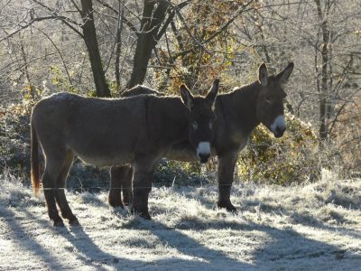 GITE-DU-VAL-D039AZAU_142523