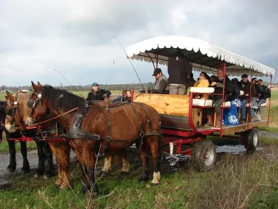 GROUPE-8211-Visite-guidee-en-attelage-sur-Isigny-Omaha-8211-Isigny-sur-Mer_1775143