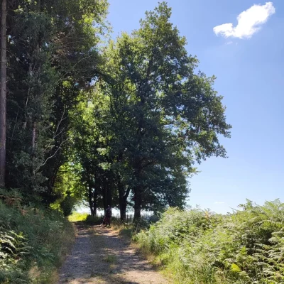 GR®de-Pays-Monts-et-Barrages-en-Limousin-–-Boucle-Entre-Combade-et-Briance-–-Variante-dEymoutiers-8211-Etape-4-8211-Chateauneuf-la-Foret-a-Eymoutiers-8211-Chateauneuf-la-Foret_3615035