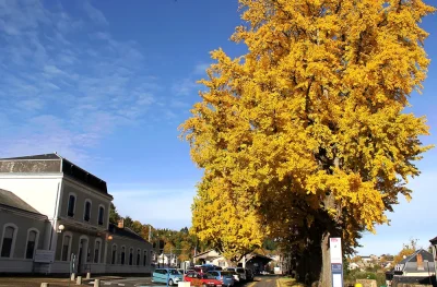 Ginkgos-bilobas-8211-Saint-Sulpice-Lauriere_3115140