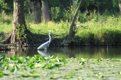 Gite-Rural-quotLa-Grenouillequot_123295
